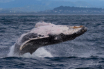 0A3A2424. Humpback Breach 1
