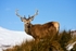 Stag