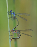 Emerald Damselflies