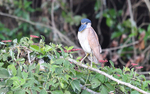 Boat -billed Heron