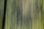 Woods 01