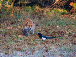 Red Fox