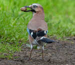 Eurasian Jay