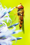 Hoverfly