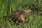 Pheasants portfolio