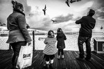 The Birds