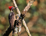 Lineated Woodpecker (male), close view, Costa Rica