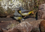 Grey Wagtail 2