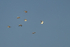 Group of Killdeer in flight, Bosque del apache, New Mexico