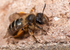 Andrena flavipes (f)