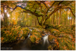 Tollymore Forest Park (IMG0566)
