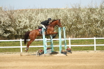 Class 11 - Senior Foxhunter - 1.20m portfolio