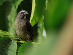 Greyish Saltator perched, Costa Rica