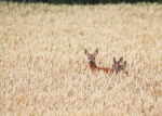 Roe Deer _ AGTO194