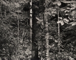 Forest, North Carolina, #1, 1991