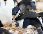 Imperial Shag chick wants food, Cape Bougainville, Falklands