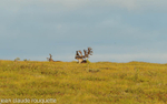 A caribou.