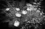 Poppies