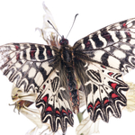 ITA_PHD_20120427-035