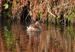 Little Grebe