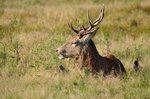 Red Deer