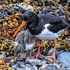 BBW-16-Oyster Catcher with chick