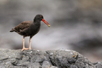 Juvenile Blackish Oystercatcher with limpet, Chanaral Island, Chile