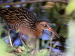 King Rail approaches dead fish, Viera Wetlands, Florida
