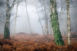Misty Woodland
