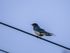 Swallow
