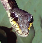 Snake Caterpillar - Amazon, S.A.