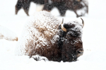 Bison sitting down in snow, Yellowstone National Park, Wyoming, USA
