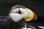 Close-up of a Horned Puffin at the Alaska Sealife Centre