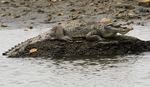 Crocodile.