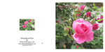 031 Roses