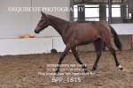 BPP_1815