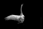 Swan 04
