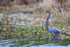 Tricolored Heron in deep water, Harns Marsh, Florida