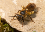 Andrena bucephala (f)