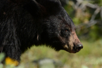 Teton Bruin