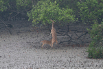 Spotted Deers