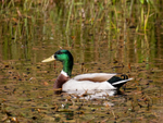 Mallard