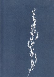 Annual Meadow Grass