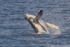 HB Calf Breach 4. 0A3A8108
