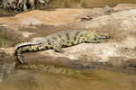 Crocodile