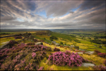 Curbar Heather