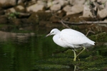 Little Egret,County Louth