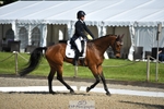 304-MADFORD_LAW-Anna_Johannson-WEDTrotUp+DR portfolio