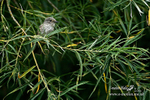 Spotted Fly Catcher  270813 2a