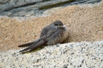 Crag Martin